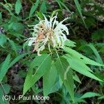 Monarda clinopodia Квітка