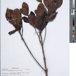 Antirhea madagascariensis Otro