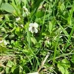 Viola palustris Floro