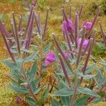 Epilobium latifolium Квітка