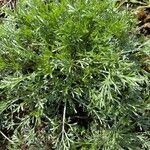Artemisia umbelliformis পাতা