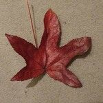 Liquidambar styraciflua List