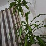 Dracaena fragrans Blad