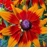 Rudbeckia hirta Flower