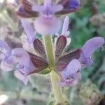 Salvia verbenaca Kwiat