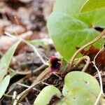 Asarum europaeumKvet