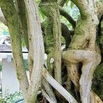 Heptapleurum arboricola Bark