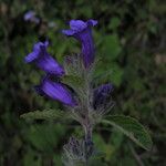 Strobilanthes tomentosa Buveinė