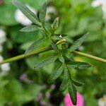 Cosmos sulphureus Leaf