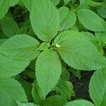 Impatiens parviflora Blad