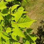 Acer cissifolium Folha
