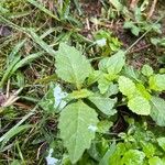 Lycopus uniflorus Leaf