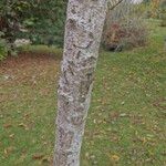 Betula utilisBark