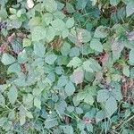 Rubus caesius 整株植物