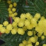 Acacia dealbata Flower