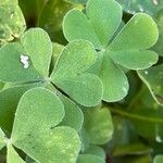 Oxalis articulata Hoja