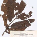 Iryanthera polyneura Hoja