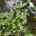 Ranunculus hederaceus Other