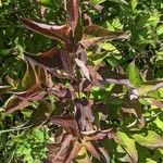 Cornus racemosa Blad