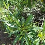 Globularia salicina Leaf