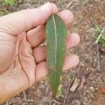 Corymbia citriodora 葉