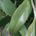 Dendrobium crumenatum Blatt