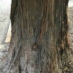 Podocarpus neriifolius 樹皮