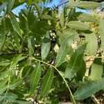 Juglans hindsii Leaf