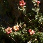 Viviania marifolia Λουλούδι