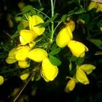 Cytisus arboreus Blomma