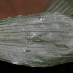 Corymborkis corymbis Leaf