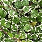 Plectranthus madagascariensis Folha