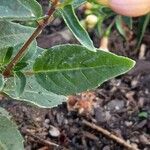 Fuchsia magellanica Leaf