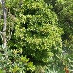 Ficus mutabilis Habit