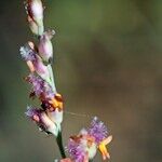 Panicum repens Drugo