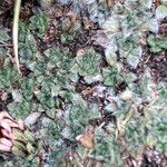 Erigeron rosulatus 葉