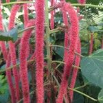 Acalypha hispida 花