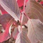 Cornus sericea Leaf