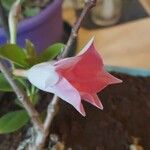 Mandevilla sanderi Flower