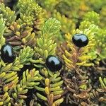 Empetrum nigrum Fruto