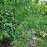 Casuarina equisetifolia Лист