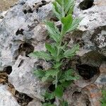 Artemisia suksdorfii Leaf