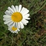 Tanacetum cinerariifolium Květ