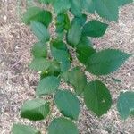 Ulmus glabra Leaf