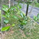 Ilex cassine Blatt