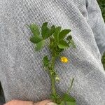 Medicago polymorphaFrunză