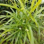 Evodia hortensis Hoja