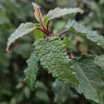 Cistus populifolius Likasa