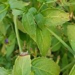 Strobilanthes attenuata Leaf