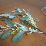 Elaeagnus angustifolia Cvet